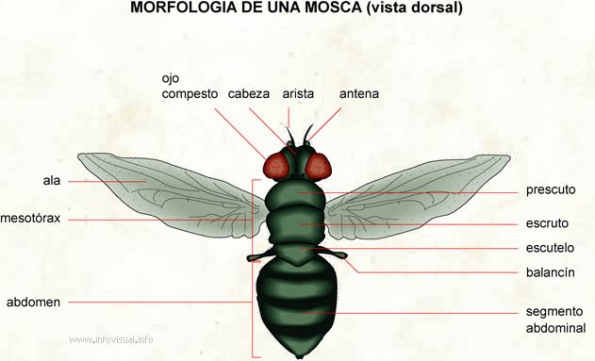 Morfología de una mosca, mostrando el primer par de alas membranosas y el segundo reducido a un par de balancines.