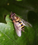 Syrphus ribesii. Diptera, Syrphidae. (Foto: Byron=6)