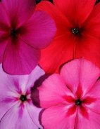 Variaciones de color en flores de la misma especie. Foto: SciTech News